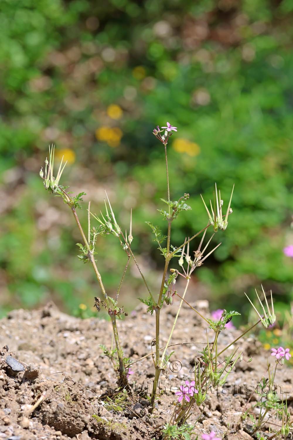 Erodium cicutarium