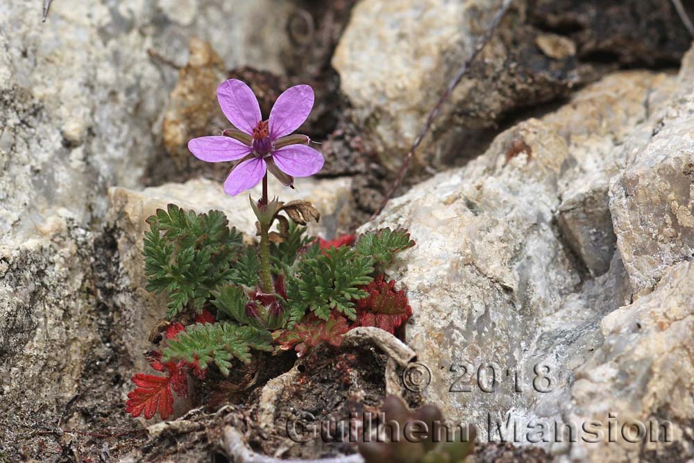 Erodium cicutarium