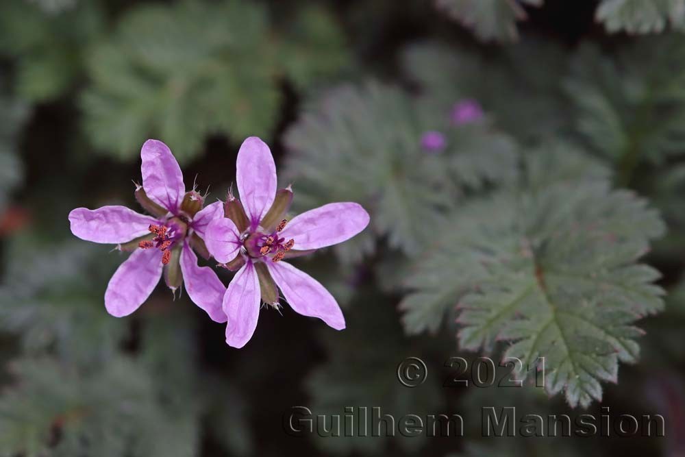 Erodium cicutarium