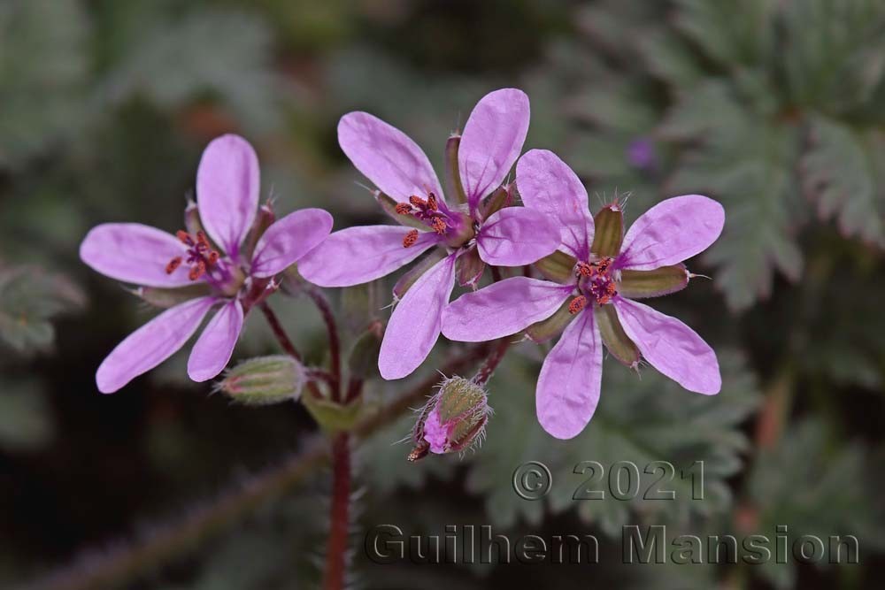 Erodium cicutarium