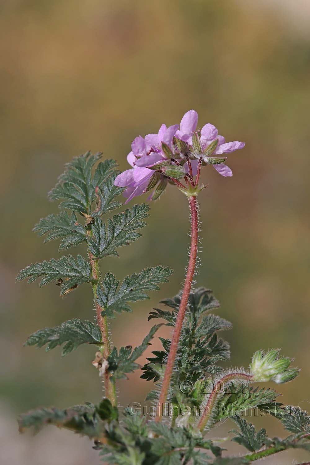 Erodium cicutarium