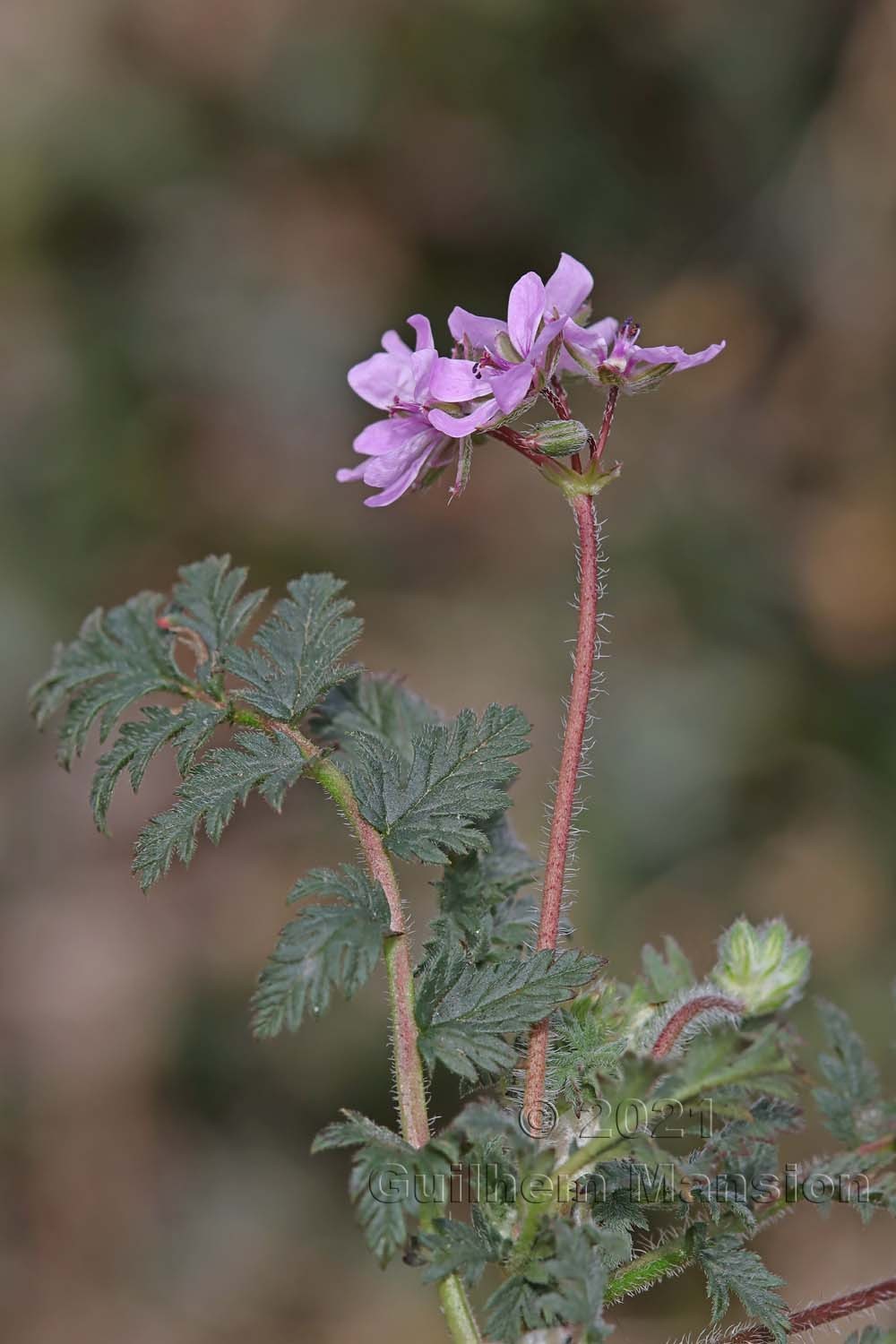 Erodium cicutarium