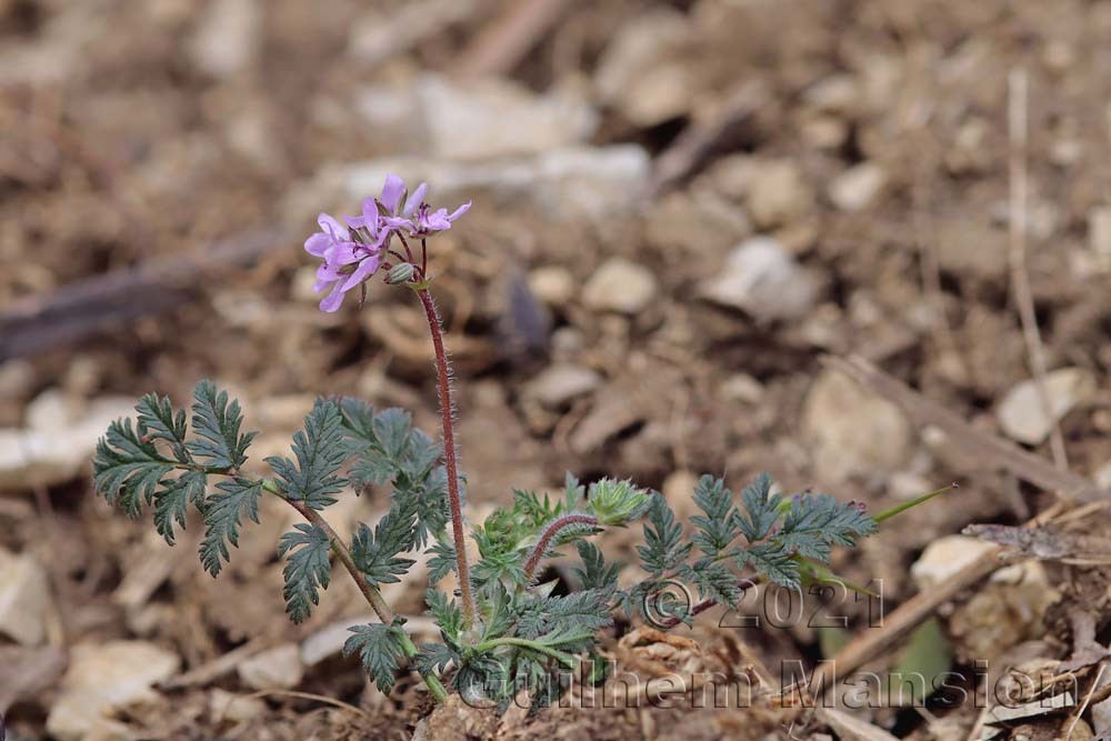 Erodium cicutarium