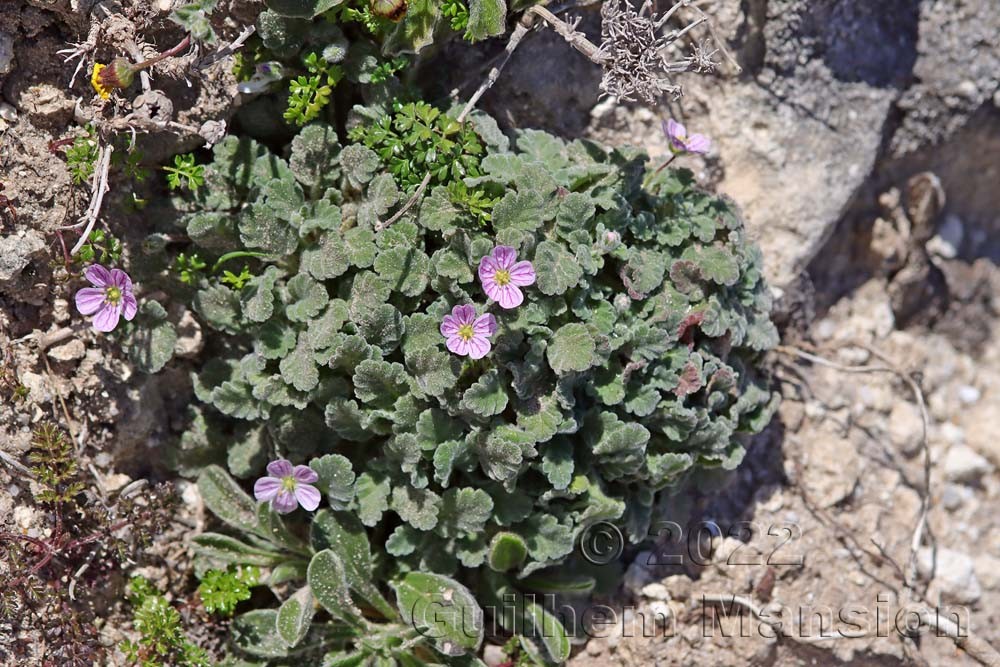 Erodium corsicum