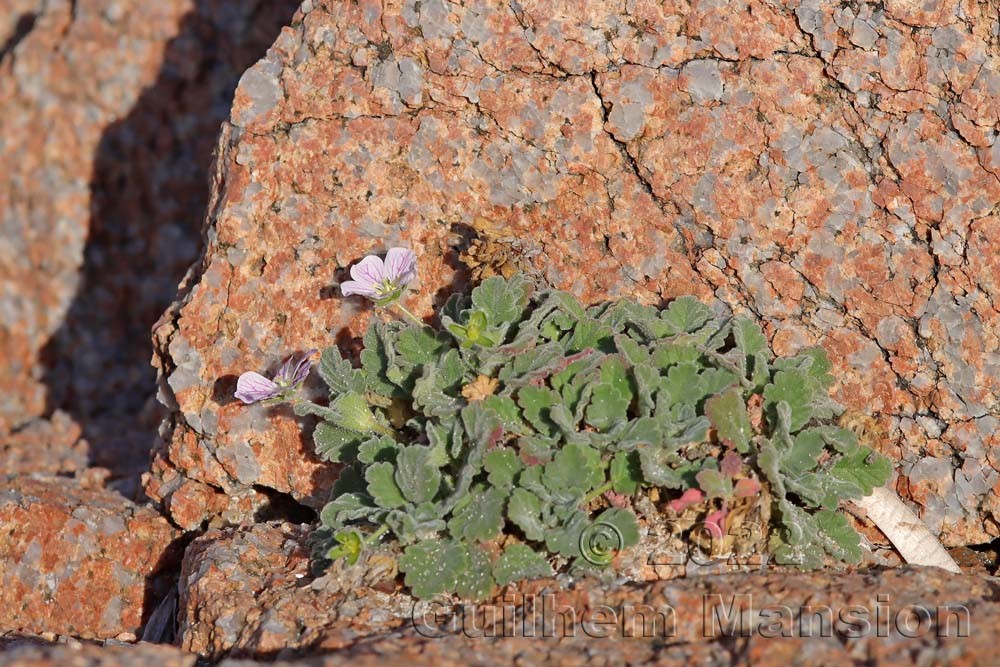 Erodium corsicum