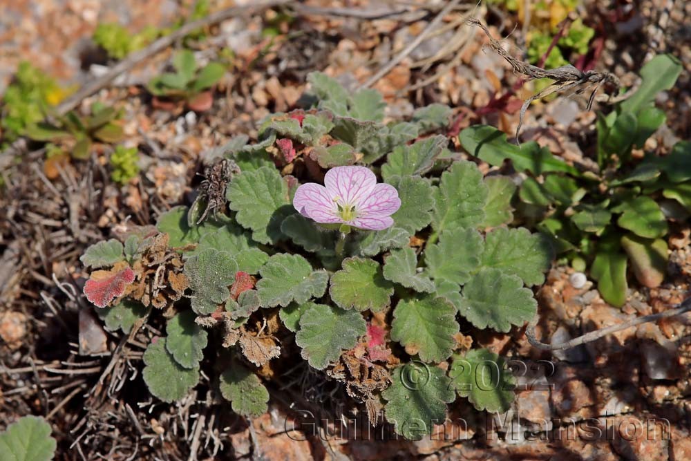 Erodium corsicum