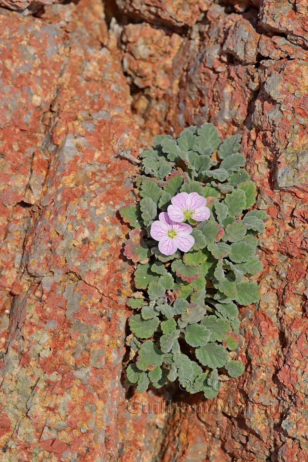 Erodium corsicum