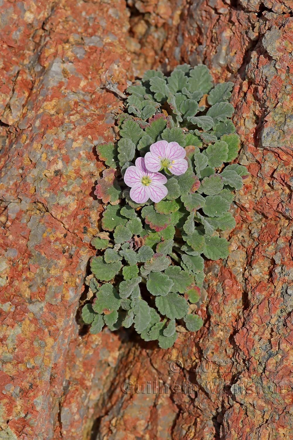 Erodium corsicum