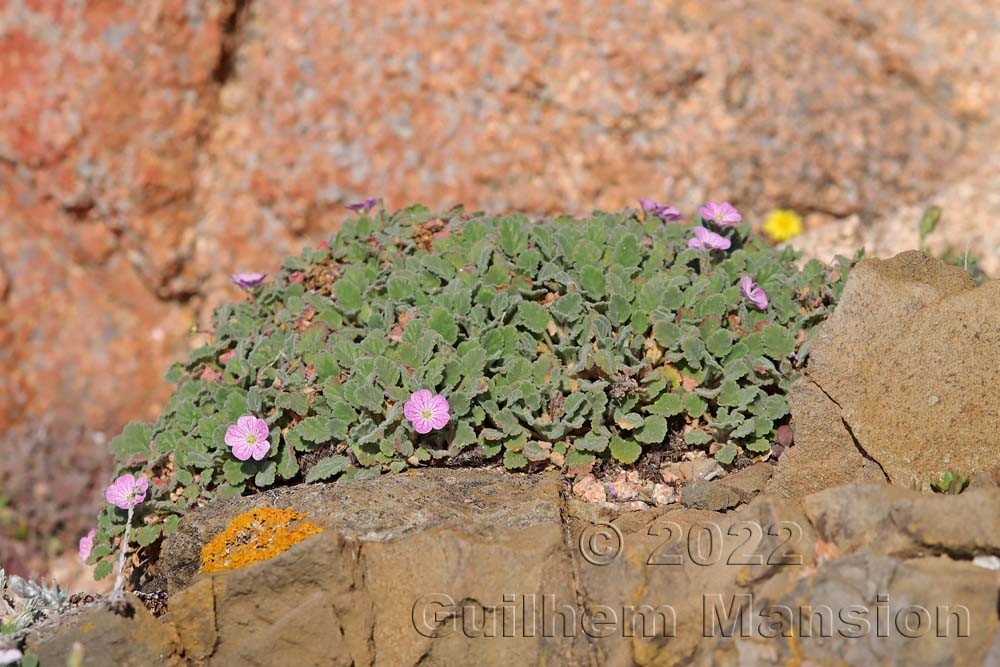 Erodium corsicum