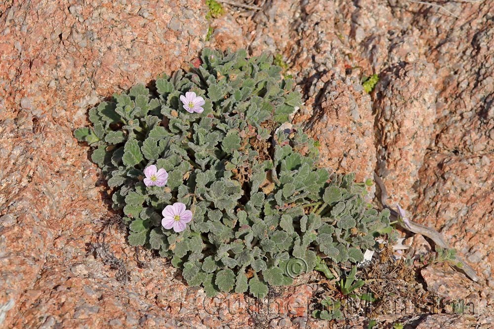 Erodium corsicum