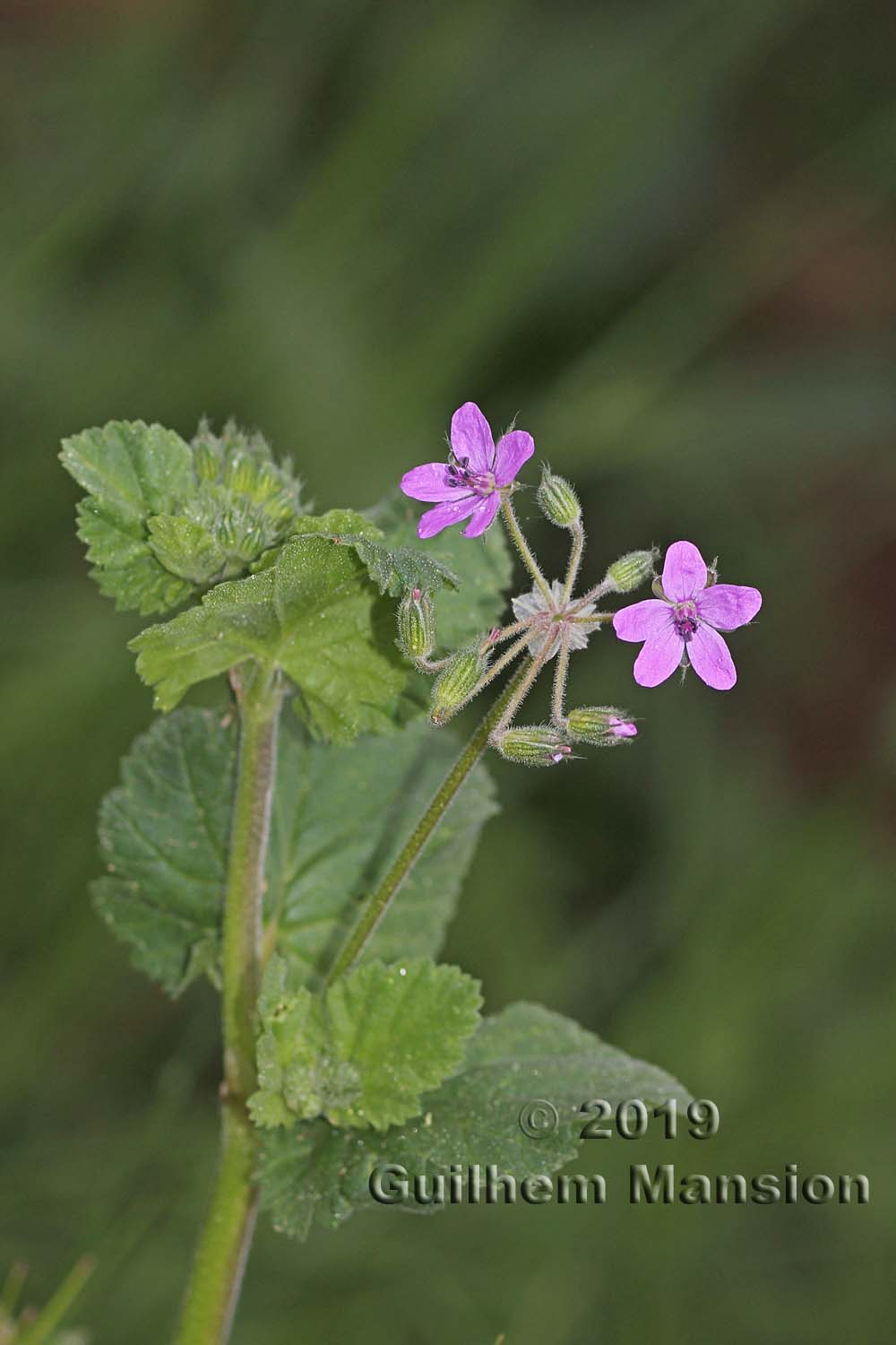 Erodium malacoides