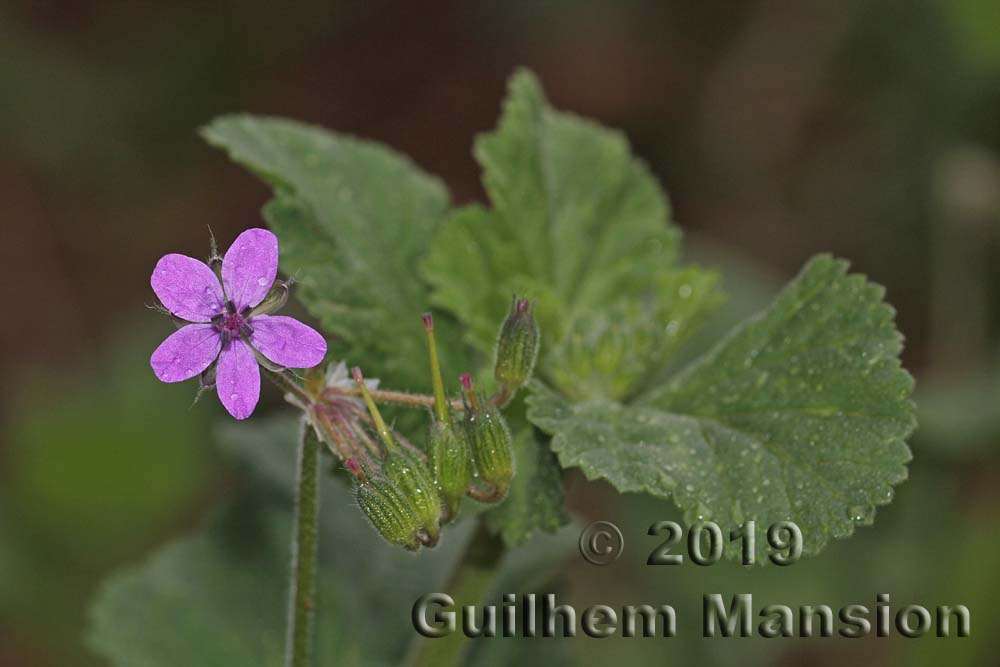 Erodium malacoides