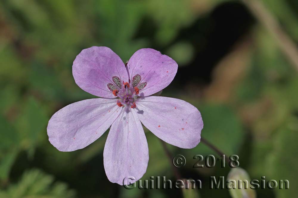 Erodium primulaceum