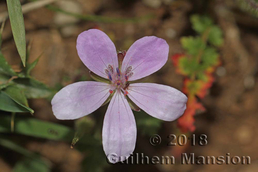 Erodium primulaceum