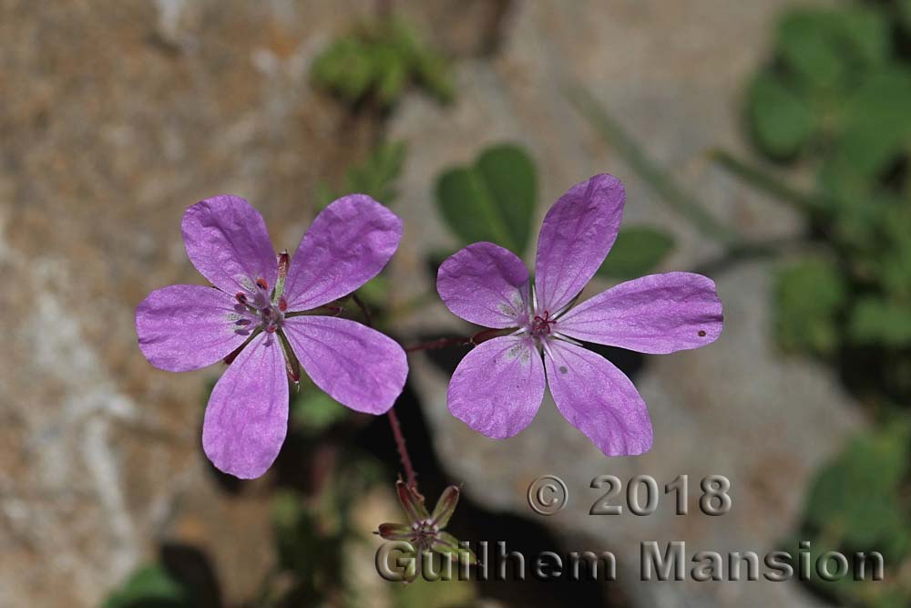 Erodium primulaceum