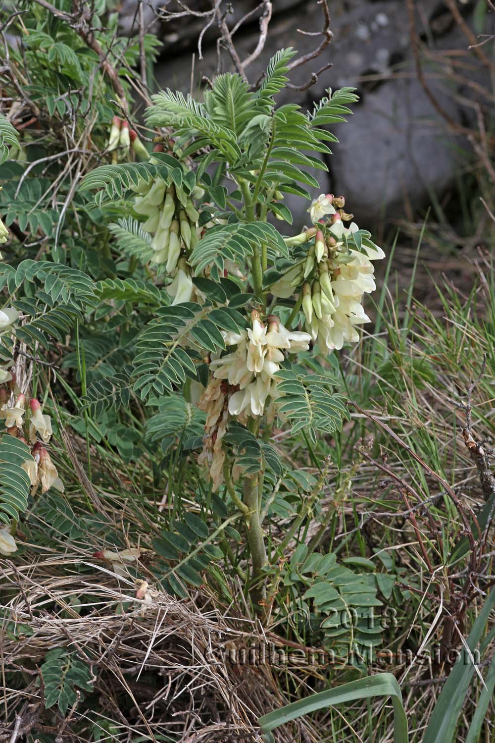 Erophaca baetica