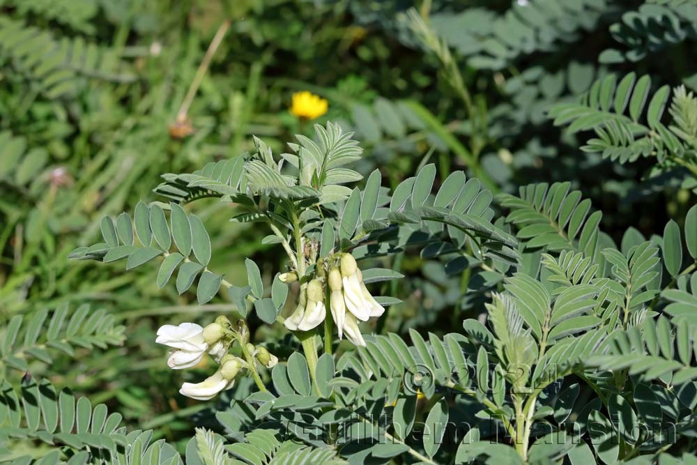 Erophaca baetica