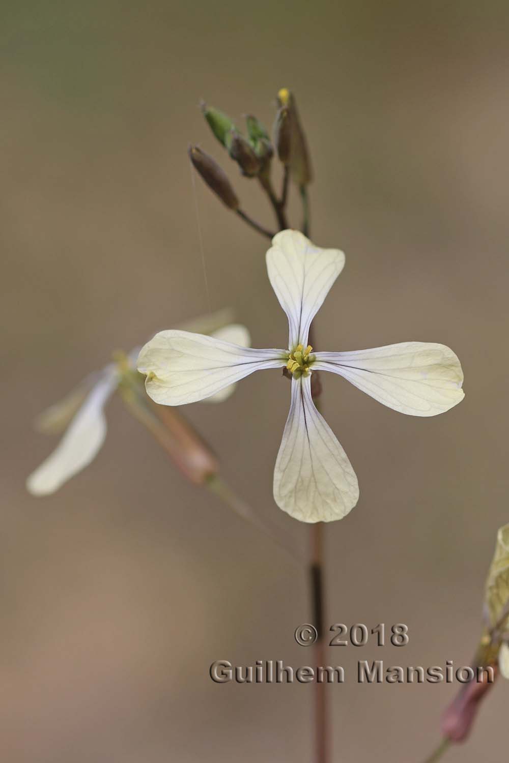 Eruca vesicaria