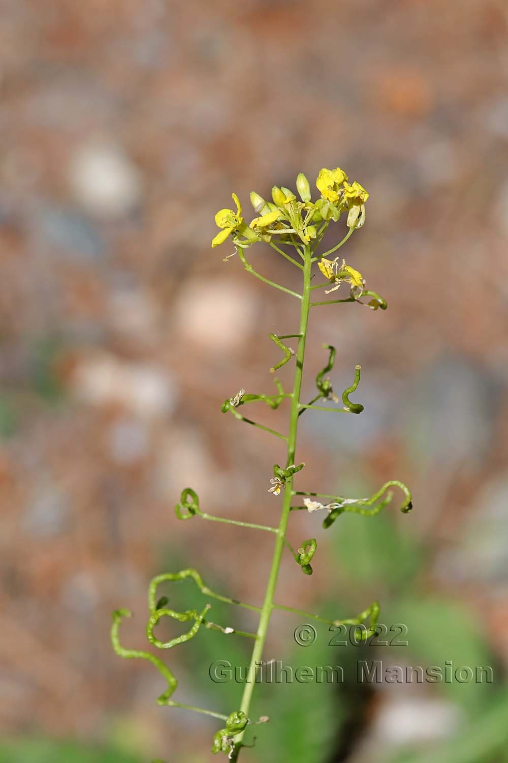 Erucastrum nasturtiifolium