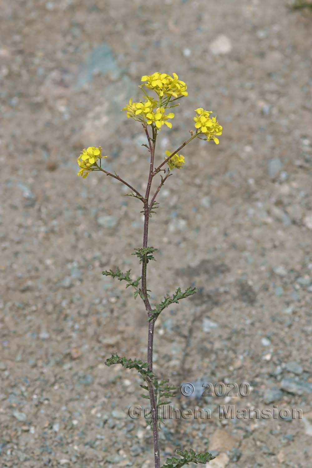 Erucastrum nasturtiifolium