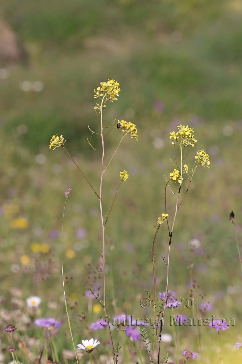 Erucastrum nasturtiifolium