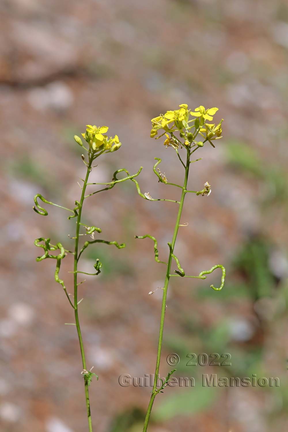 Erucastrum nasturtiifolium