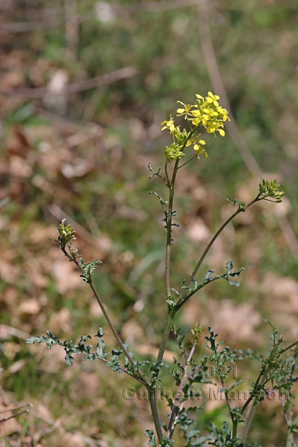 Erucastrum nasturtiifolium