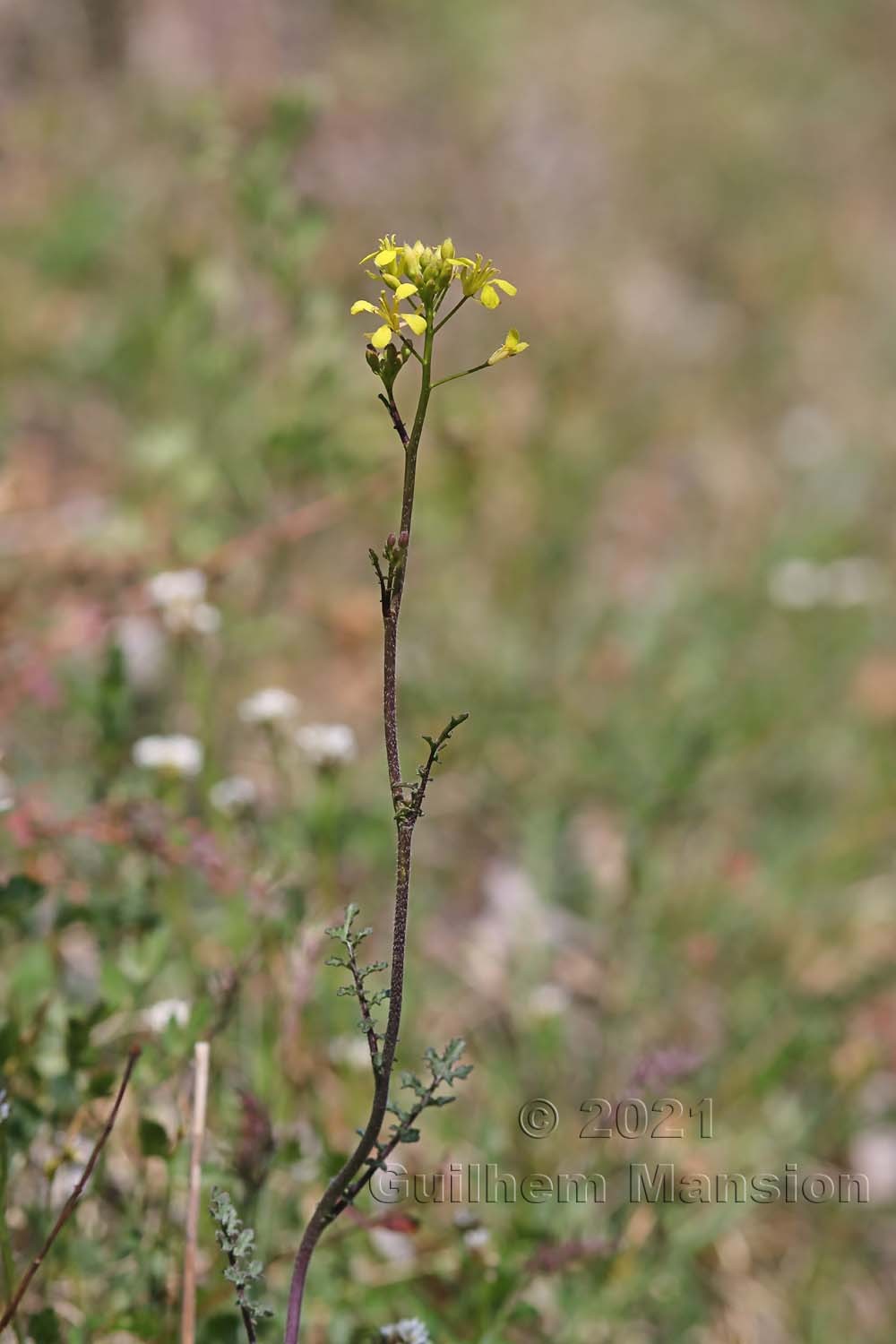 Erucastrum nasturtiifolium