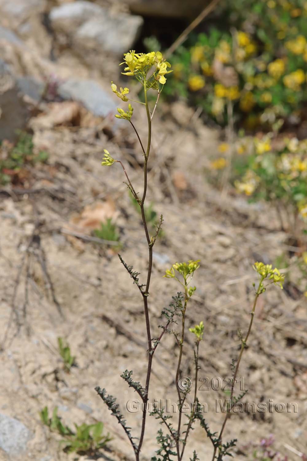 Erucastrum nasturtiifolium