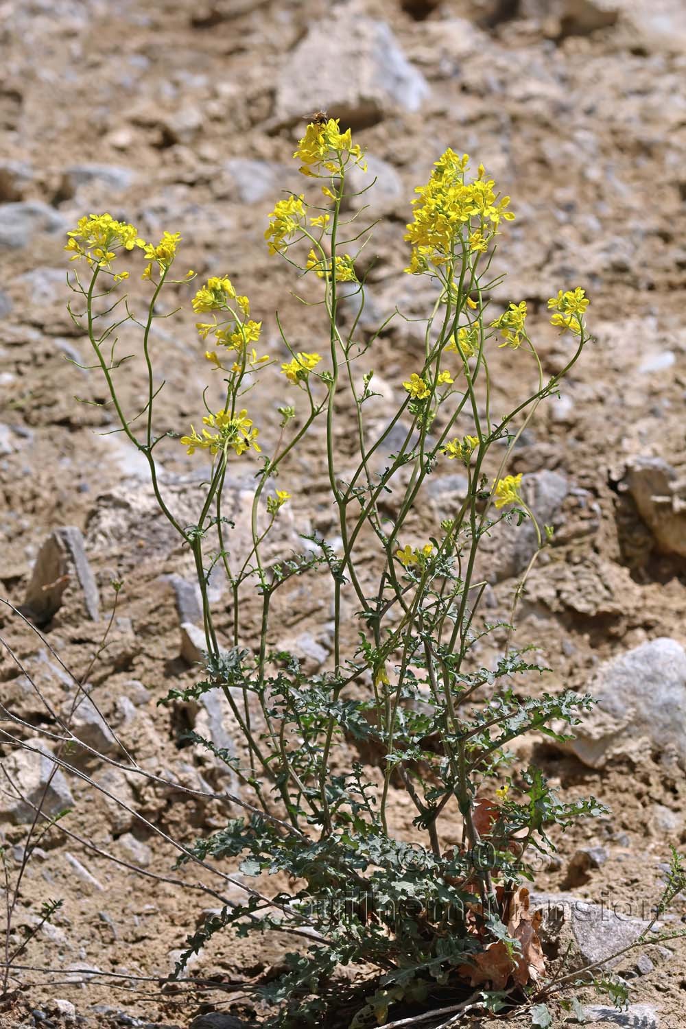 Erucastrum nasturtiifolium