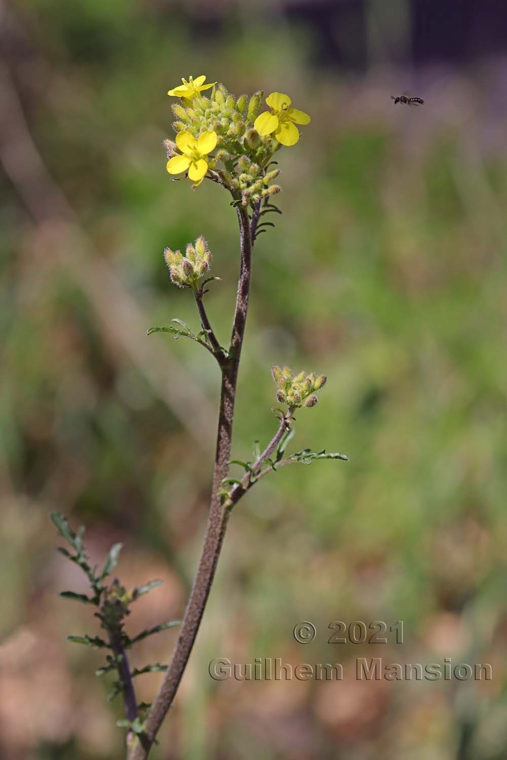 Erucastrum nasturtiifolium