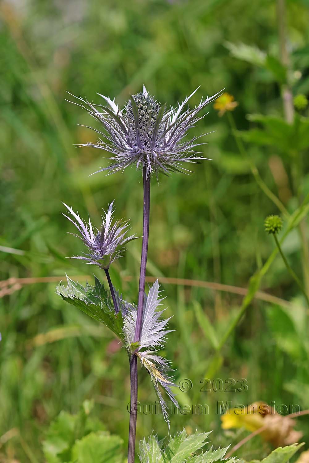 Eryngium alpinum