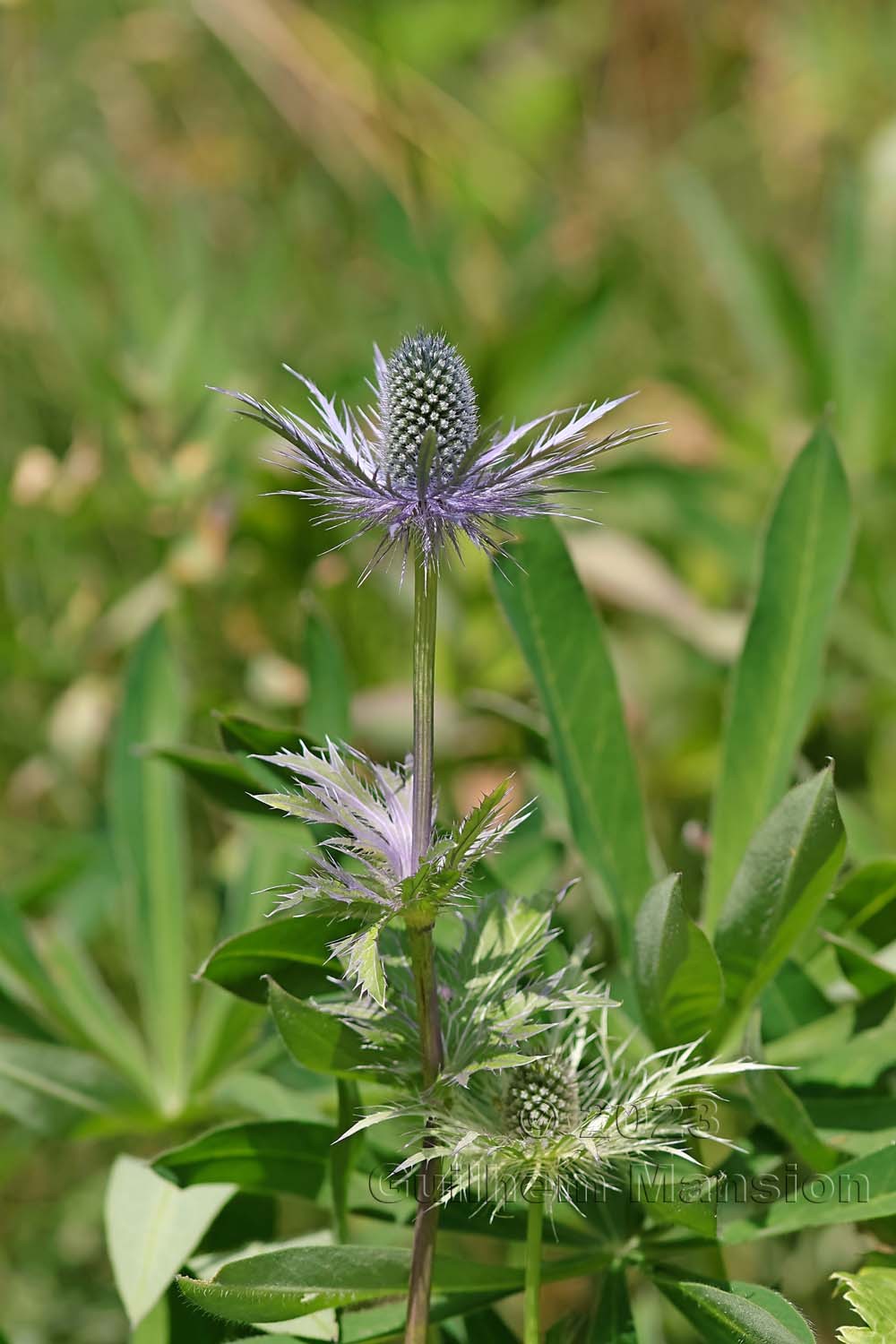 Eryngium alpinum