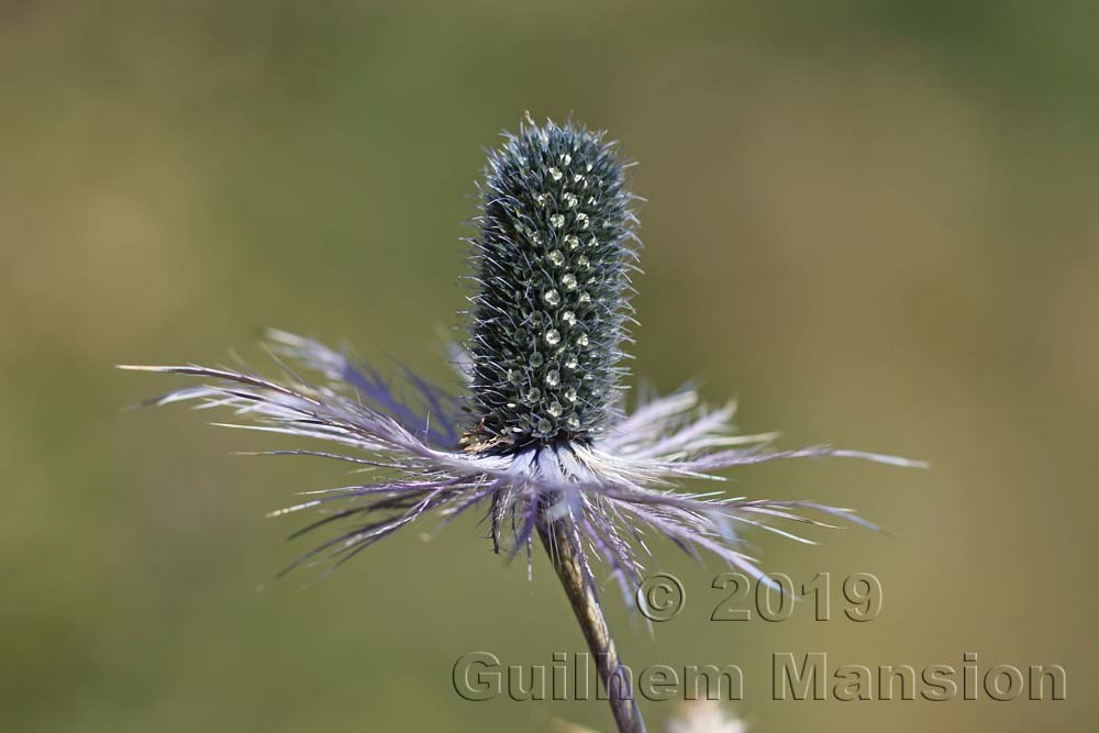 Eryngium alpinum