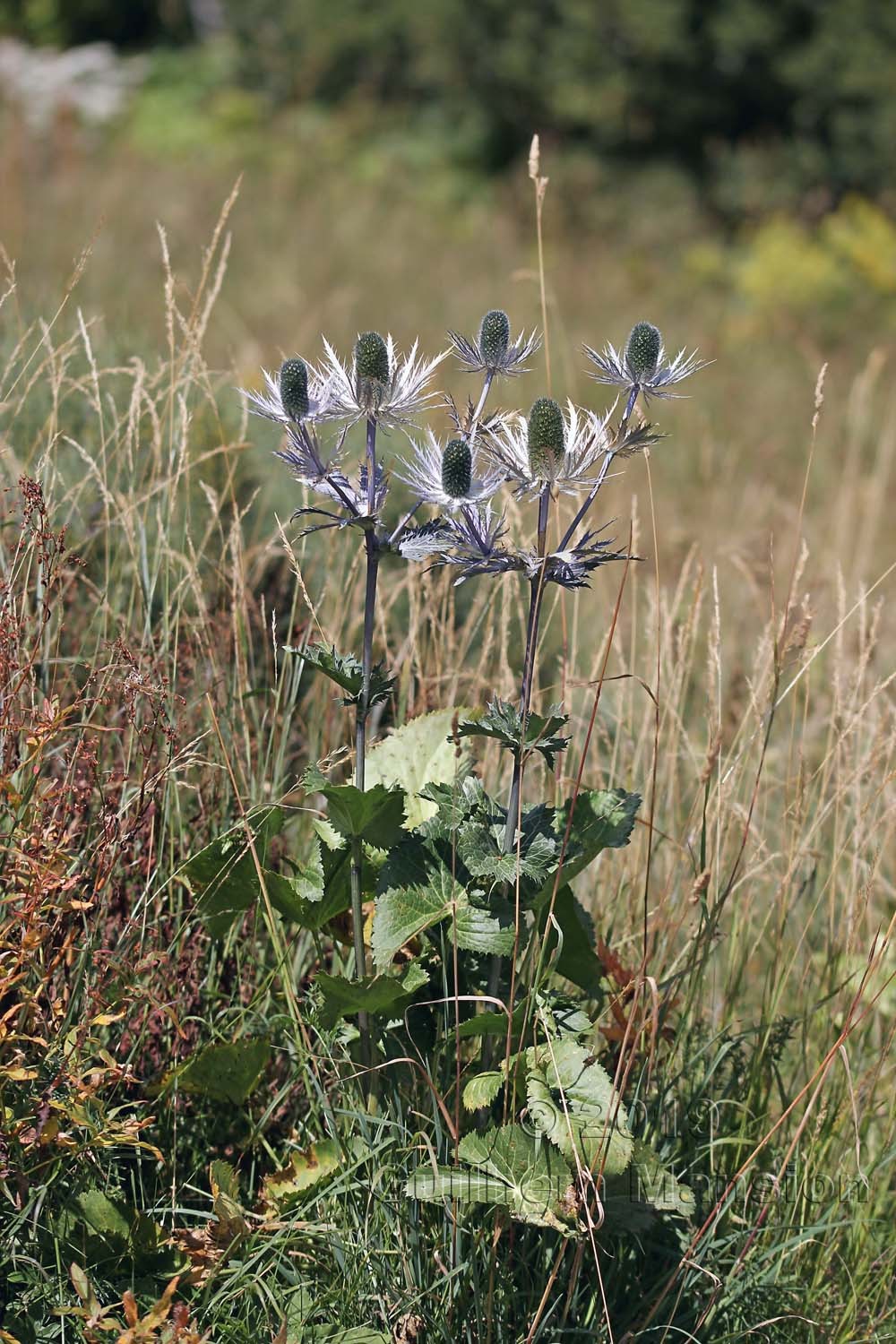 Eryngium alpinum