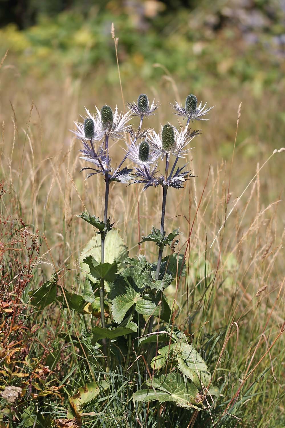 Eryngium alpinum