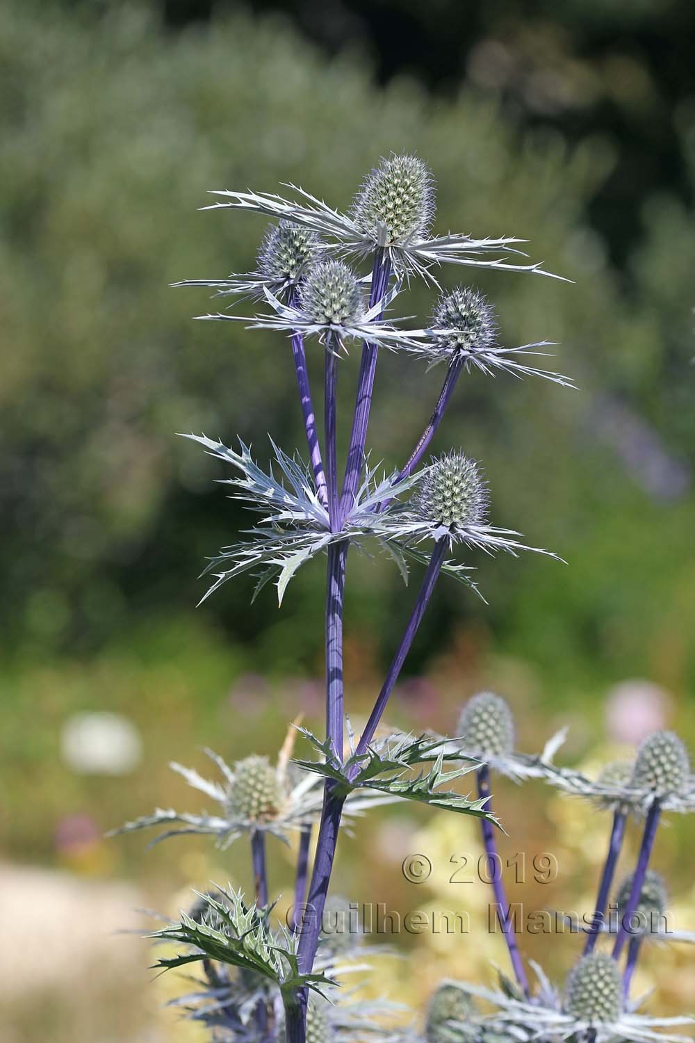 Eryngium bourgatii