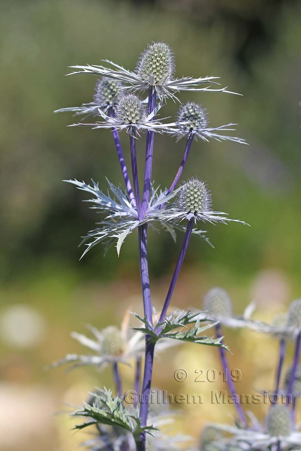 Eryngium bourgatii