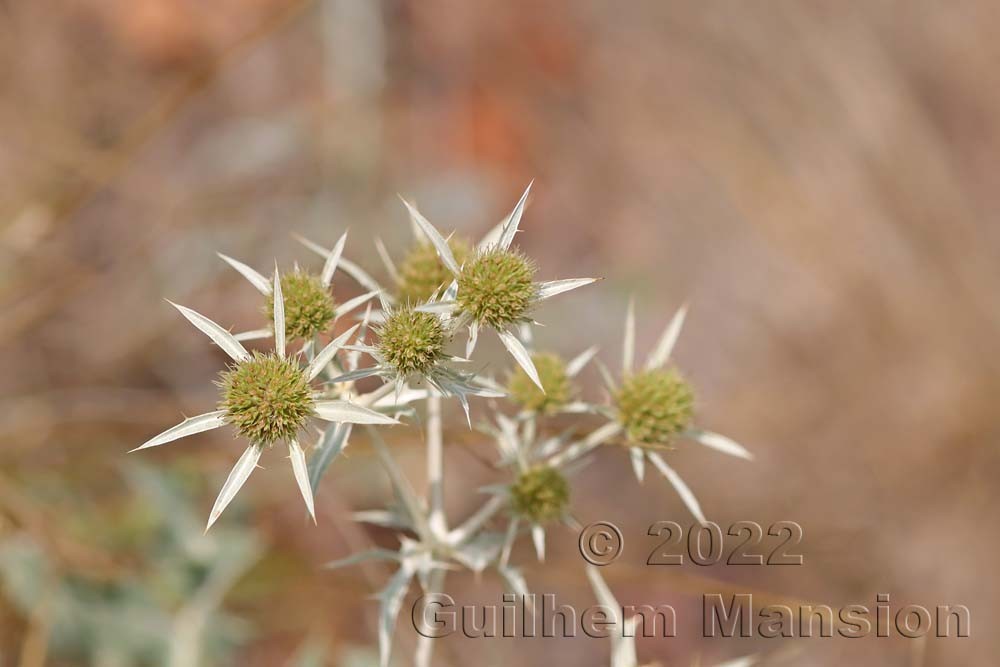 Eryngium campestre