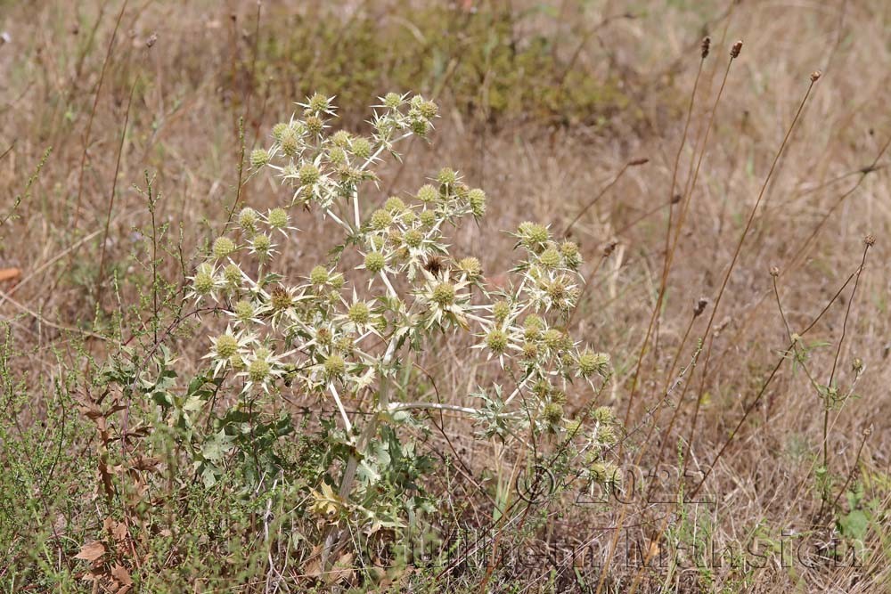 Eryngium campestre