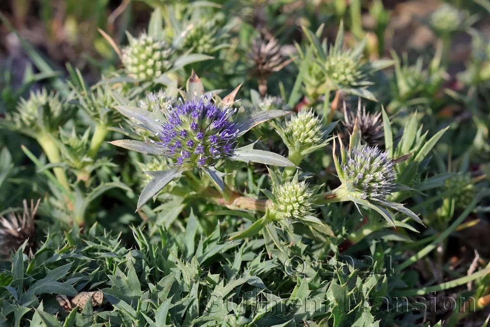 Eryngium dilatatum