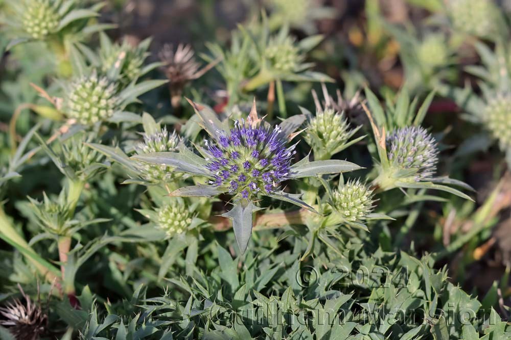 Eryngium dilatatum