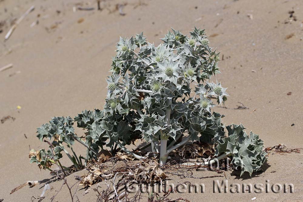 Eryngium maritimum