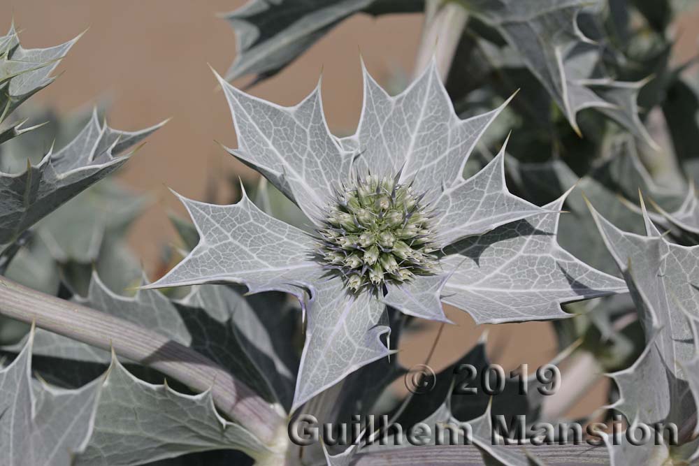 Eryngium maritimum