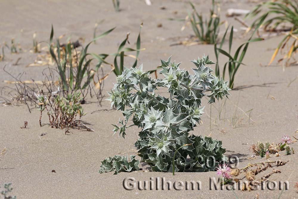 Eryngium maritimum