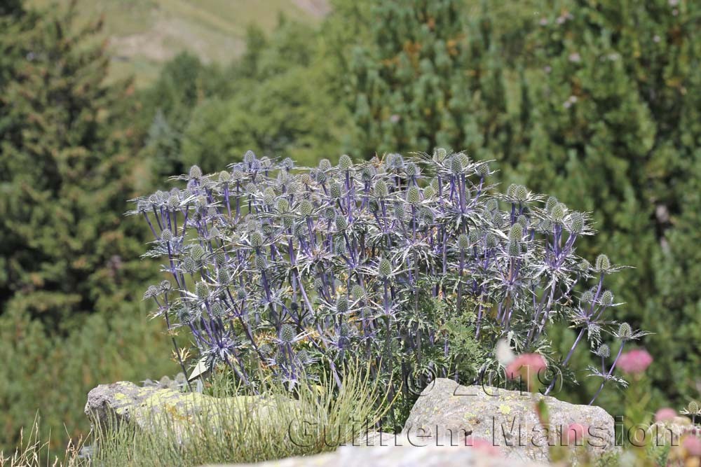 Eryngium zabelii