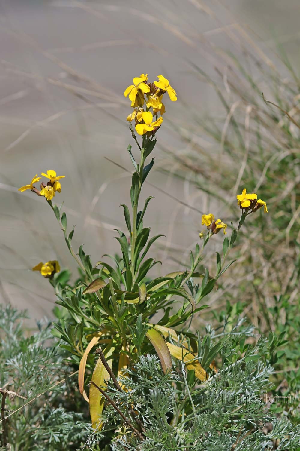 Erysimum cheiri