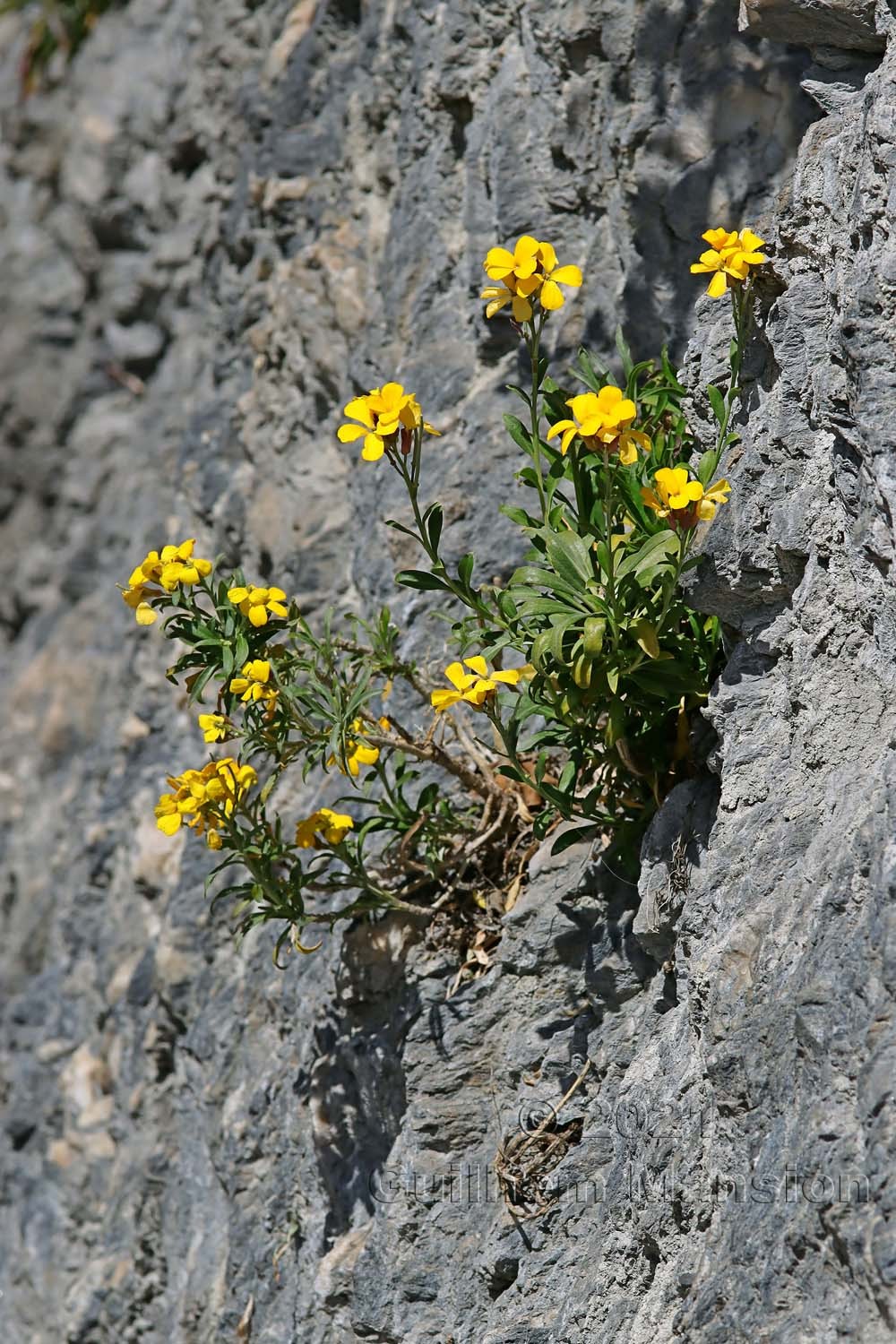 Erysimum cheiri