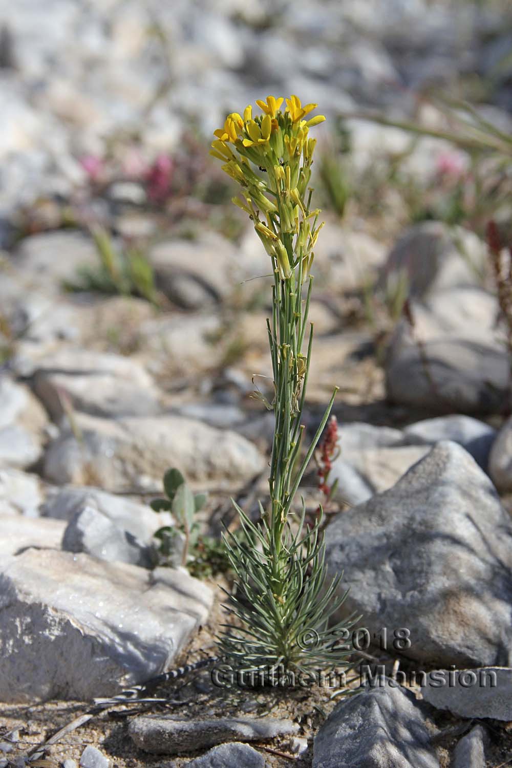 Erysimum myriophyllum