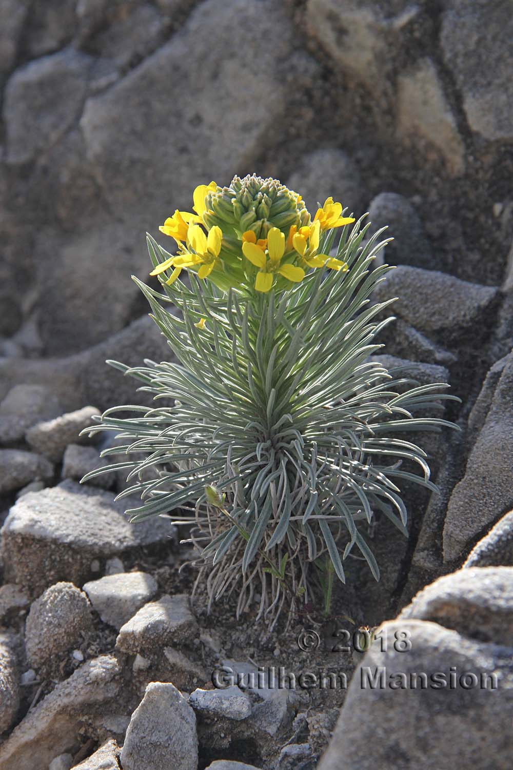 Erysimum myriophyllum